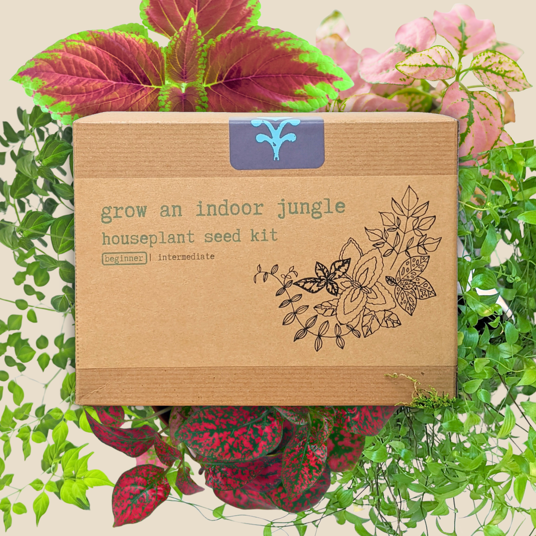 Hause Plants Seed Kit
