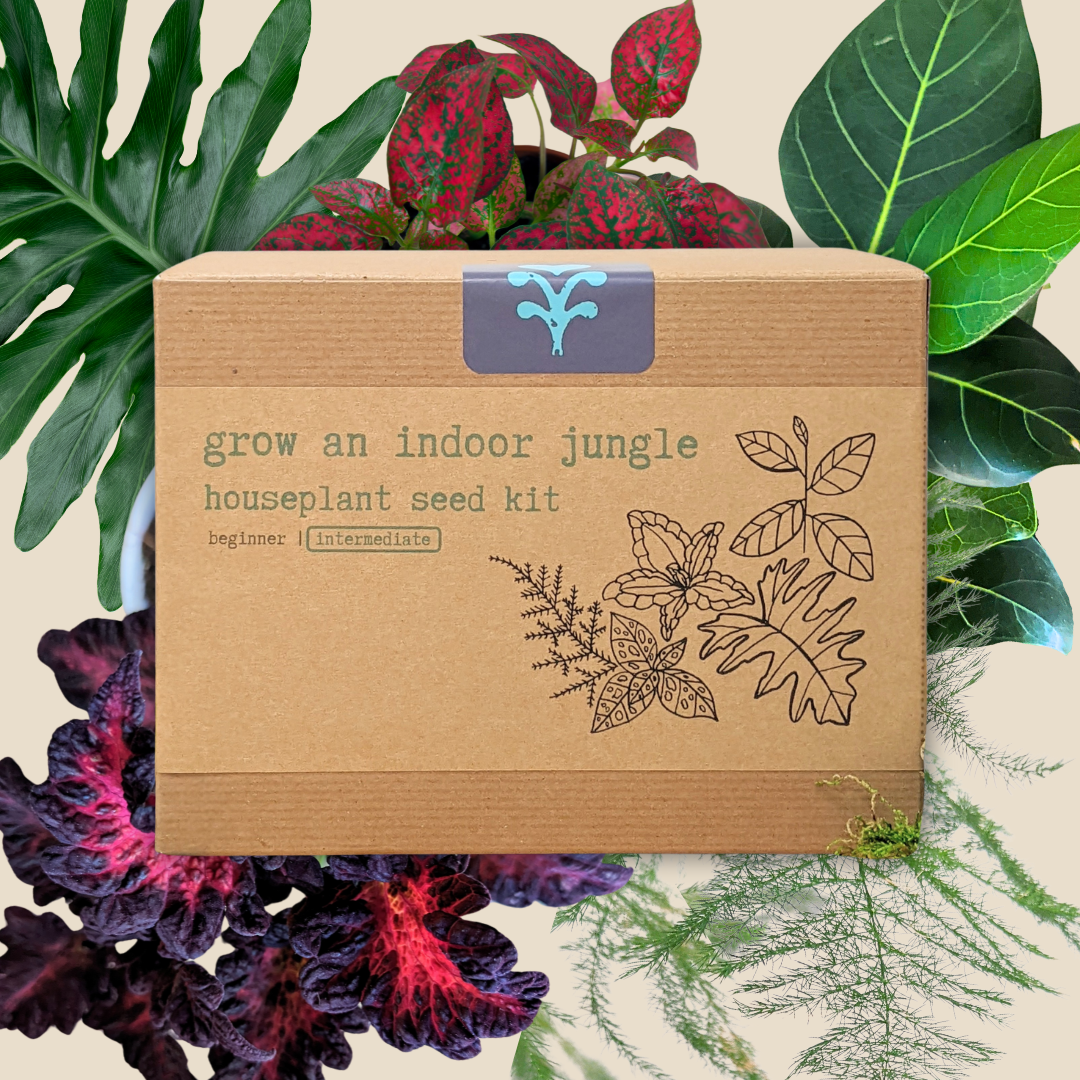 Hause Plants Seed Kit